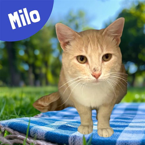 *MILO, an adoptable Domestic Short Hair in Visalia, CA
