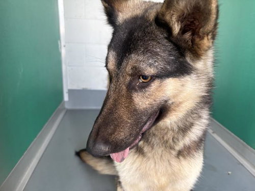 A253333, an adoptable German Shepherd Dog in Visalia, CA