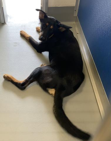 *BAXTER, an adoptable German Shepherd Dog in Visalia, CA