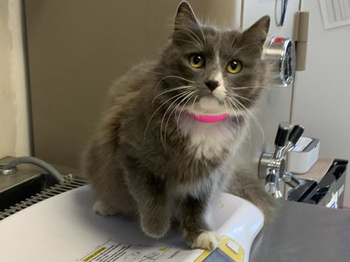 *HONEY, Young Domestic Long Hair / Mixed (medium coat), cat for adoption in Porterville, California