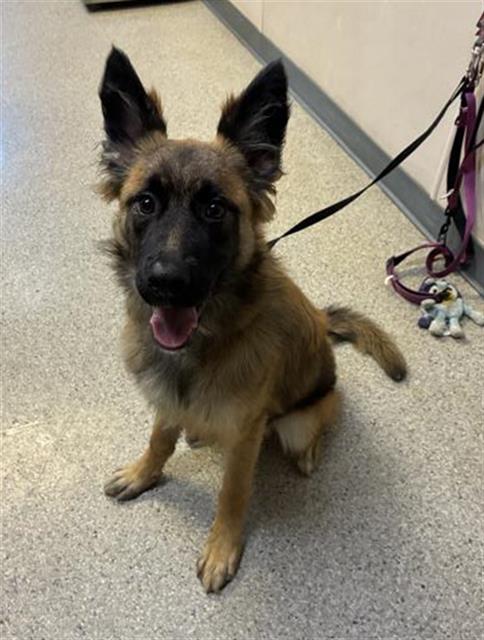 NOVA, an adoptable German Shepherd Dog in Visalia, CA