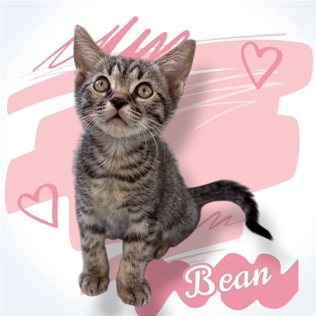 *BEAN