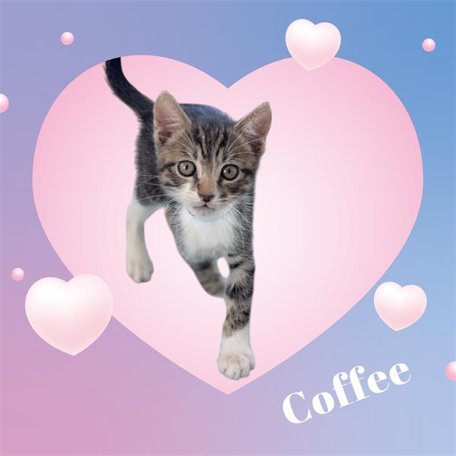 *COFFEE