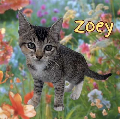 *ZOEY, an adoptable Domestic Short Hair in Visalia, CA