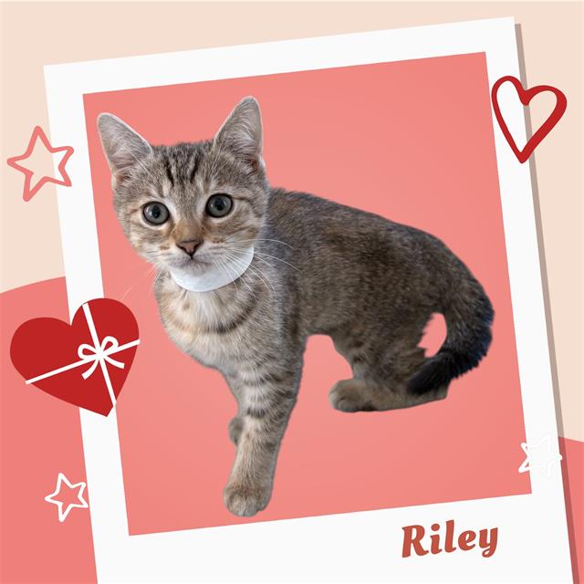 *RILEY