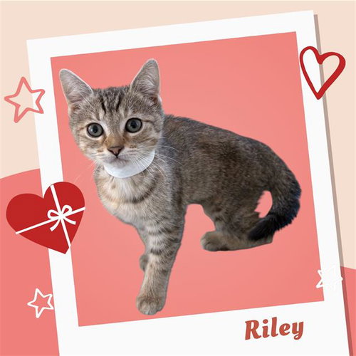 *RILEY, an adoptable Domestic Short Hair in Visalia, CA