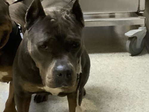 A253470, an adoptable Pit Bull Terrier in Visalia, CA