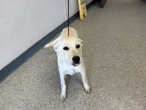A253617, an adoptable German Shepherd Dog in Visalia, CA
