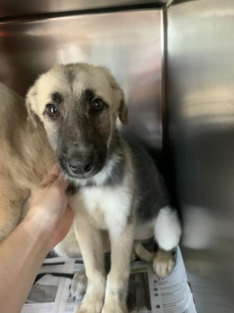 A253652, an adoptable Anatolian Shepherd in Visalia, CA
