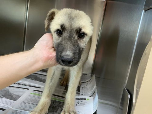 A253653, an adoptable Anatolian Shepherd in Visalia, CA