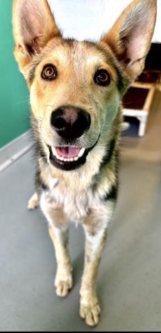 A253674, an adoptable German Shepherd Dog in Visalia, CA