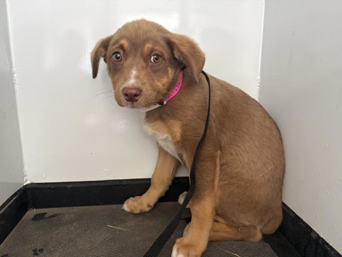 A253699, an adoptable German Shepherd Dog in Visalia, CA