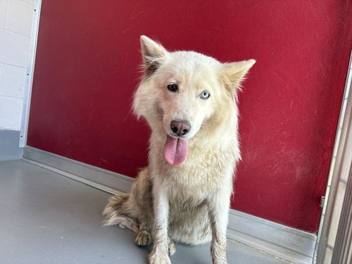 A253737, an adoptable Alaskan Malamute in Visalia, CA