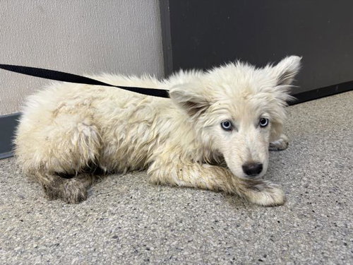 A253740, an adoptable Alaskan Malamute in Visalia, CA