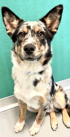 A253750, an adoptable Australian Shepherd in Visalia, CA