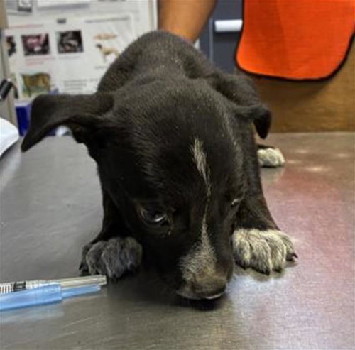 A253771, an adoptable Labrador Retriever in Visalia, CA