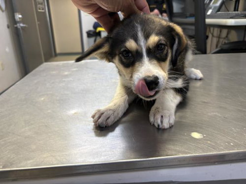 A253774, an adoptable Labrador Retriever in Visalia, CA
