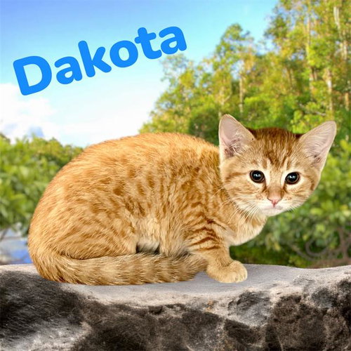 *DAKOTA, Baby Domestic Short Hair / Mixed (medium coat), cat for adoption in Porterville, California