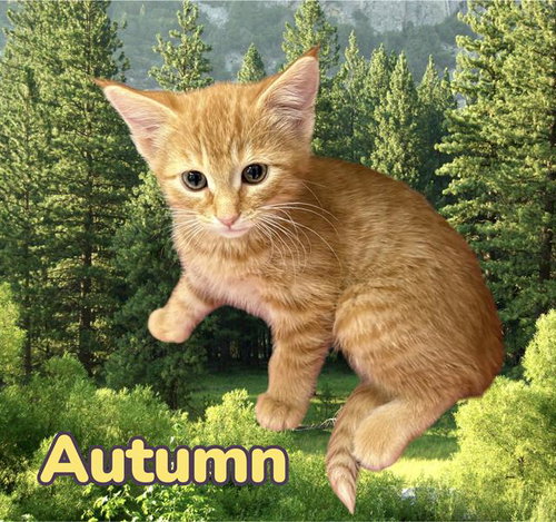 *AUTUMN, Baby Domestic Short Hair / Mixed (medium coat), cat for adoption in Porterville, California