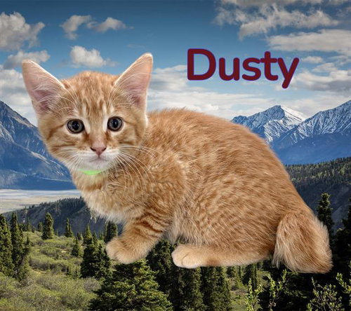 *DUSTY, Baby Domestic Short Hair / Mixed (medium coat), cat for adoption in Porterville, California