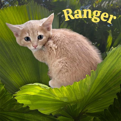 *RANGER, Baby Domestic Short Hair / Mixed (medium coat), cat for adoption in Porterville, California