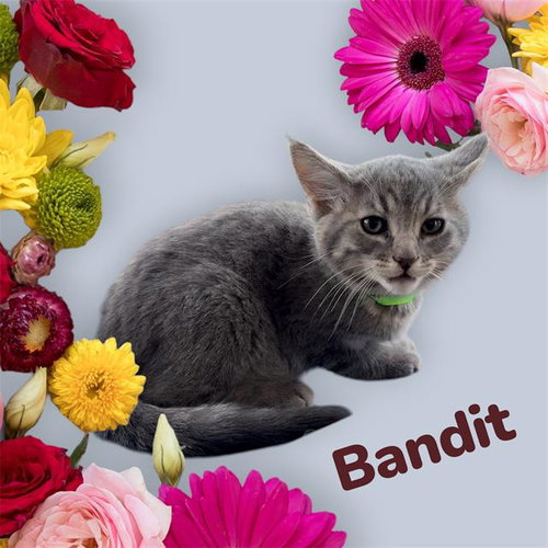 *BANDIT, Baby Domestic Short Hair / Mixed (medium coat), cat for adoption in Porterville, California