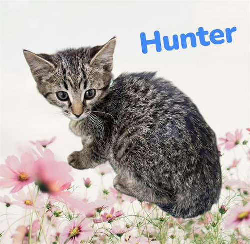 *HUNTER, Baby Domestic Short Hair / Mixed (medium coat), cat for adoption in Porterville, California