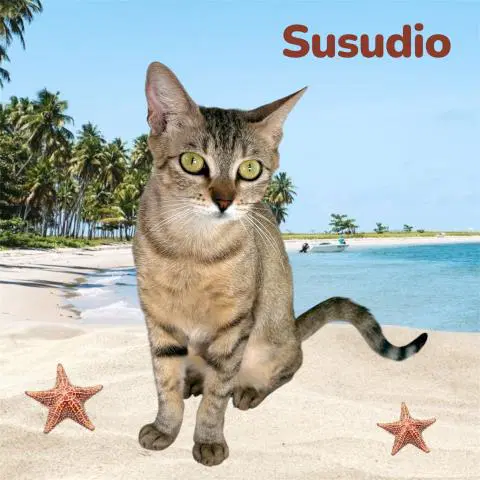Susudio - Domestic Short Hair