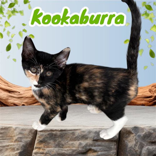 *KOOKABURRA