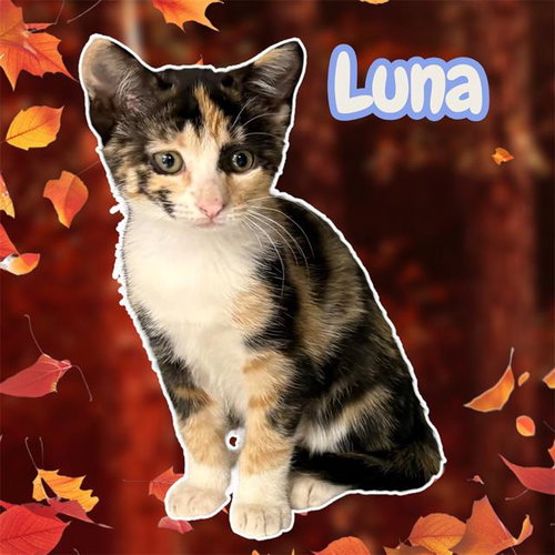 *LUNA