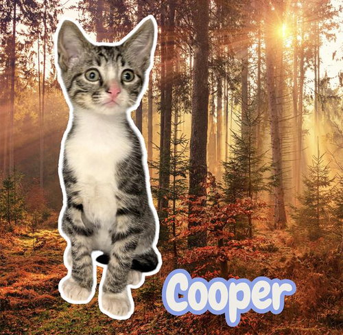 *COOPER
