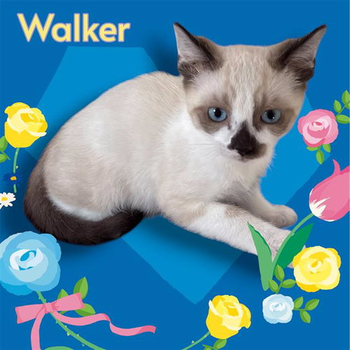 *WALKER