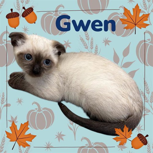 *GWEN