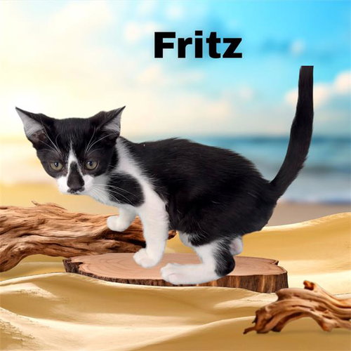 *FRITZ