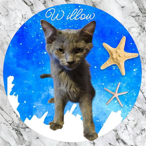 *WILLOW