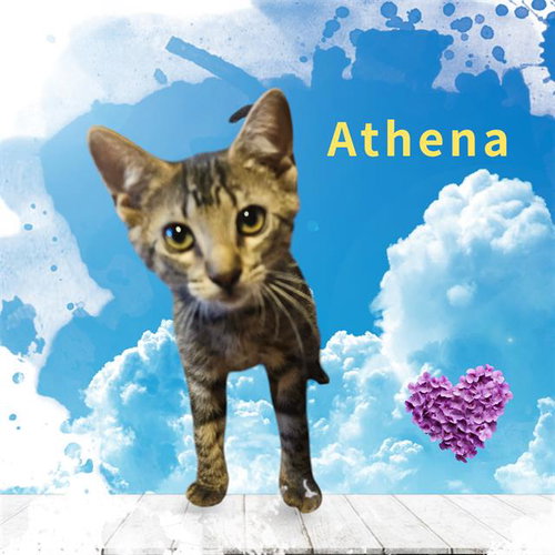 *ATHENA