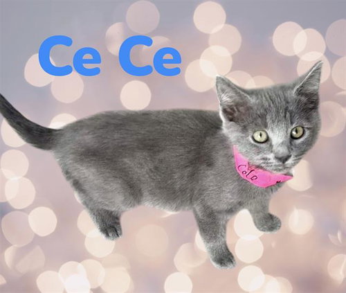 *CE CE, Baby Domestic Short Hair (medium coat), cat for adoption in Clovis, California