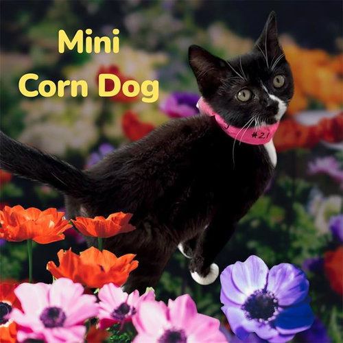 *MINI CORN DOG, Baby Domestic Short Hair / Mixed (medium coat), cat for adoption in Clovis, California