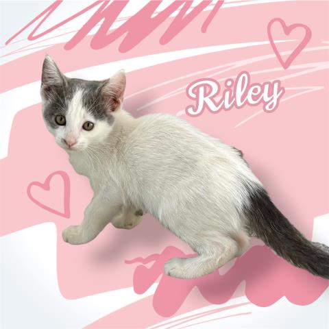 *RILEY, Baby Domestic Short Hair / Mixed (medium coat), cat for adoption in Hanford, California
