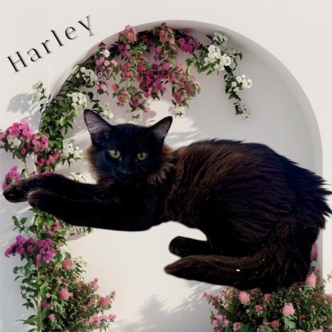 *HARLEY, Baby Domestic Long Hair / Mixed (medium coat), cat for adoption in Hanford, California
