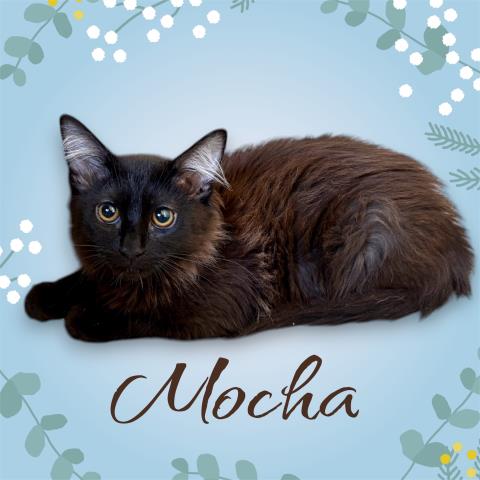 *MOCHA, Baby Domestic Long Hair / Mixed (medium coat), cat for adoption in Hanford, California