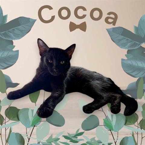 *COCOA, Baby Domestic Short Hair / Mixed (medium coat), cat for adoption in Hanford, California
