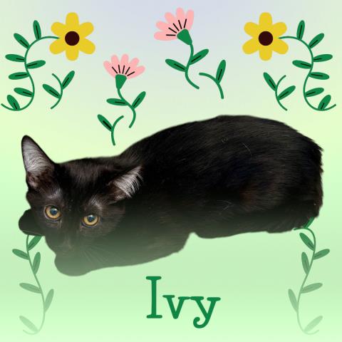 *IVY, Baby Domestic Short Hair / Mixed (medium coat), cat for adoption in Hanford, California