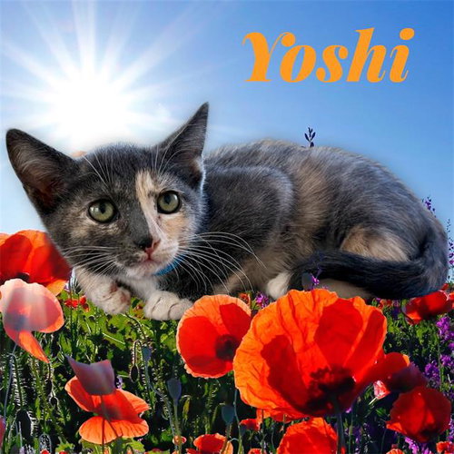 *YOSHI