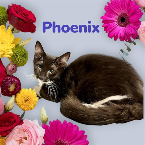 *PHOENIX