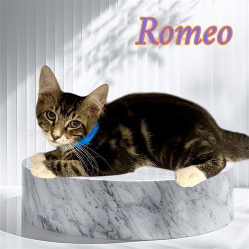 *ROMEO