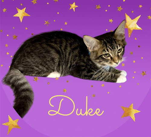 *DUKE