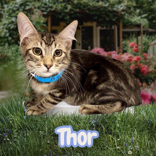 *THOR