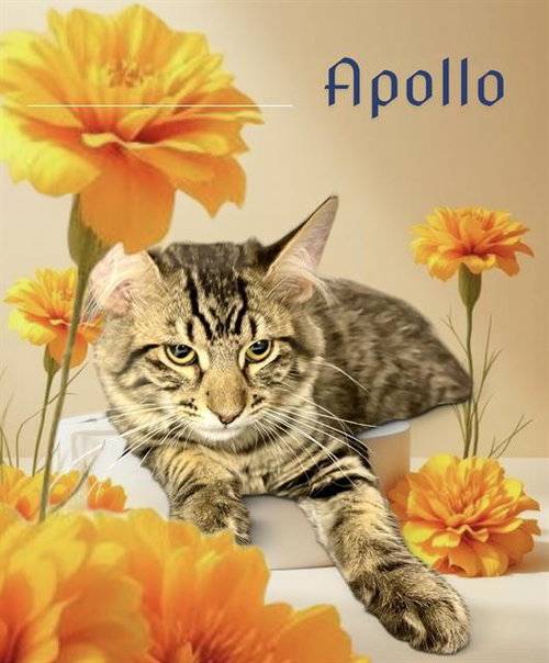 *APOLLO