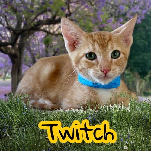 *TWITCH